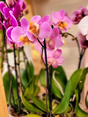 Orchid Phalaenopsis Large