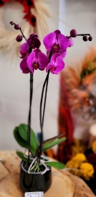 Orchid Phalaenopsis XL