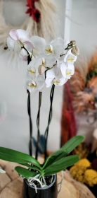 Orchid Phalaenopsis XL