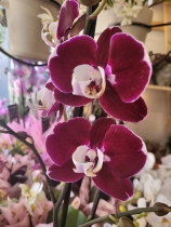 Orchid Phalaenopsis Choose Colour