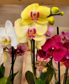 Orchid Phalaenopsis Large