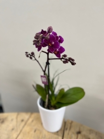 Small orchid